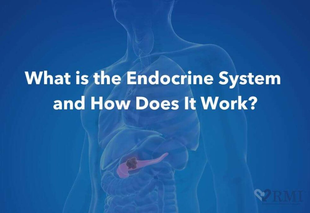 Endocrine System
